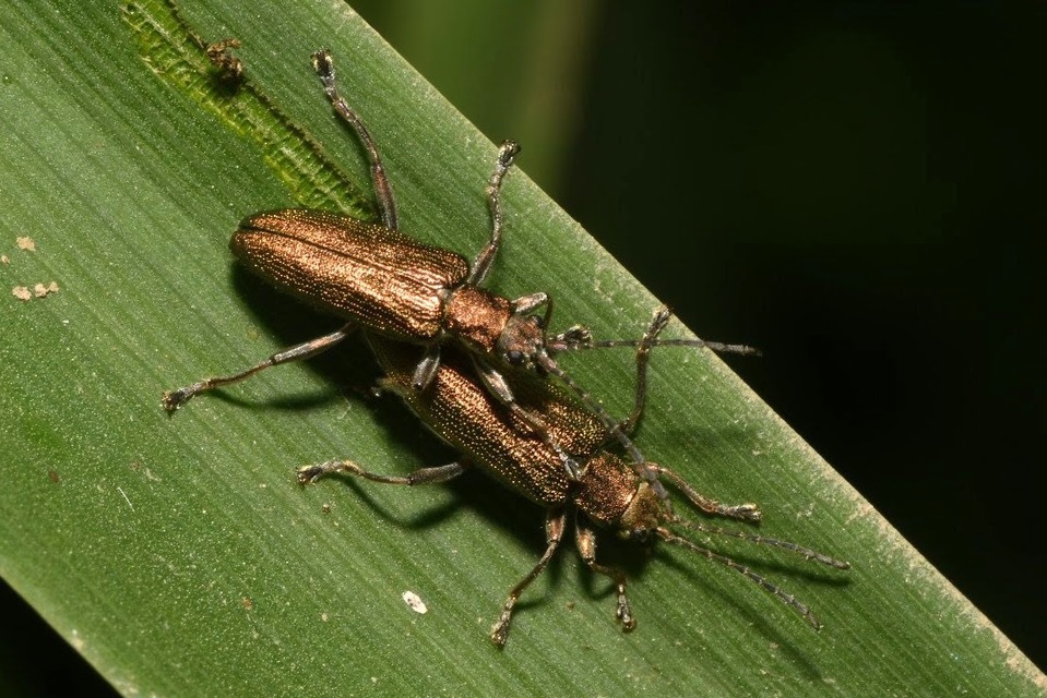Donacia simplex