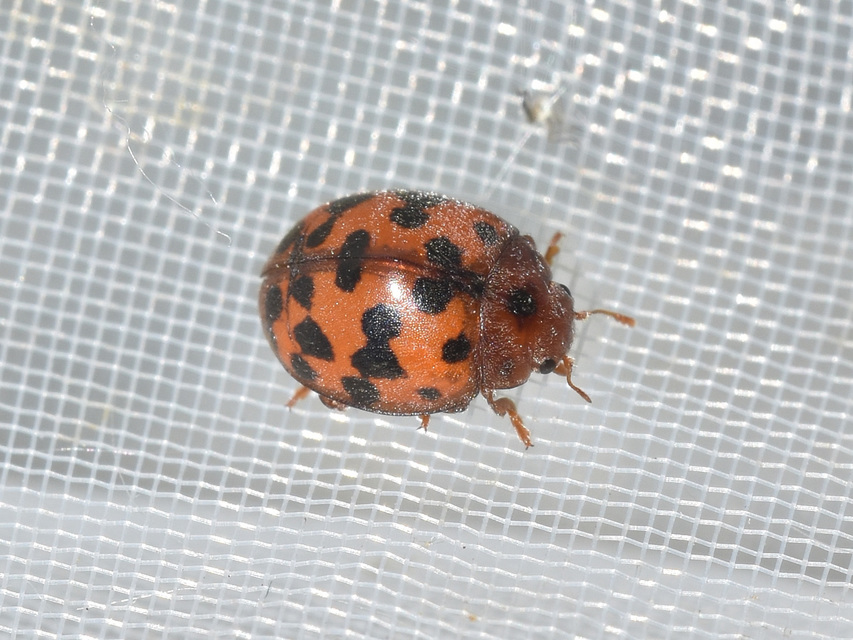 Subcoccinella vigintiquatuorpunctata - lucernaböde