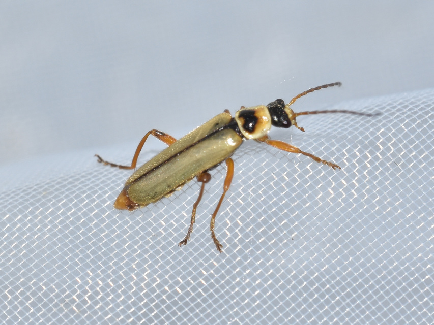 Metacantharis clypeata - tavaszi lágybogár