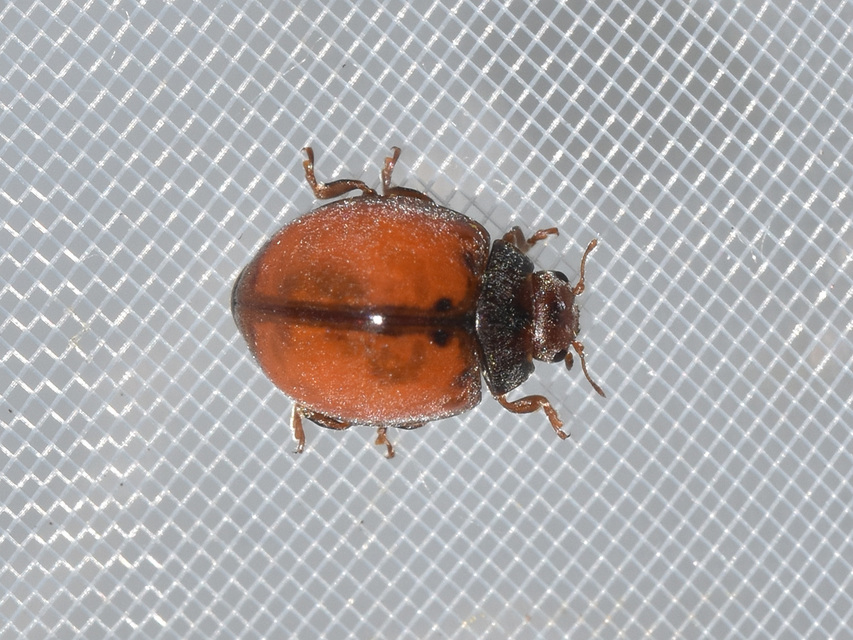 Cynegetis impunctata - pázsitfűböde