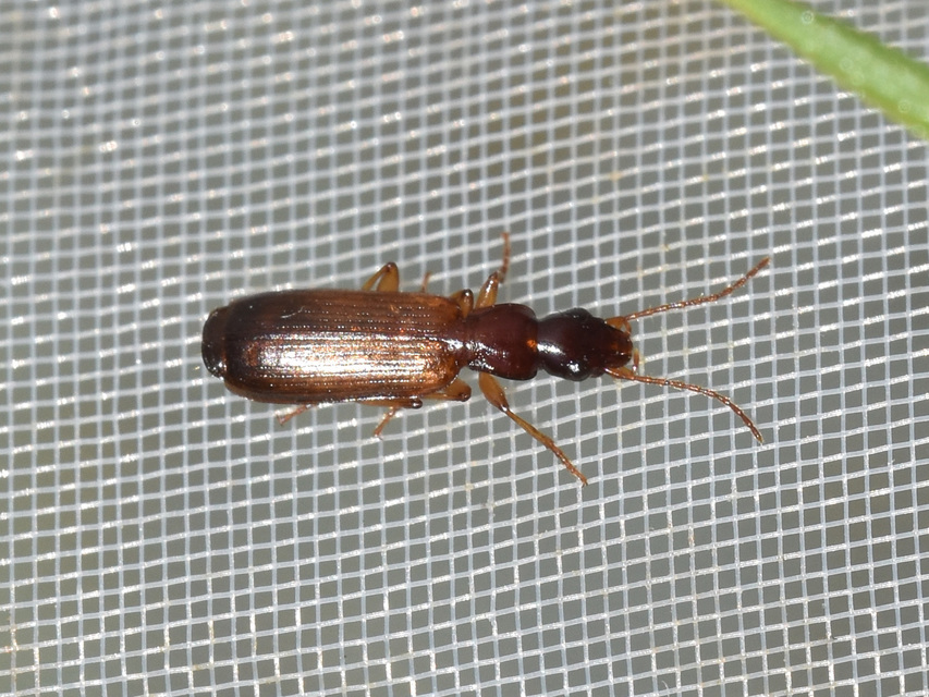 Paradromius linearis - karcsú kéregfutó