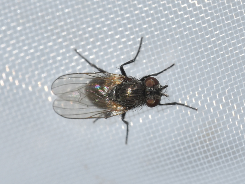 Fannia