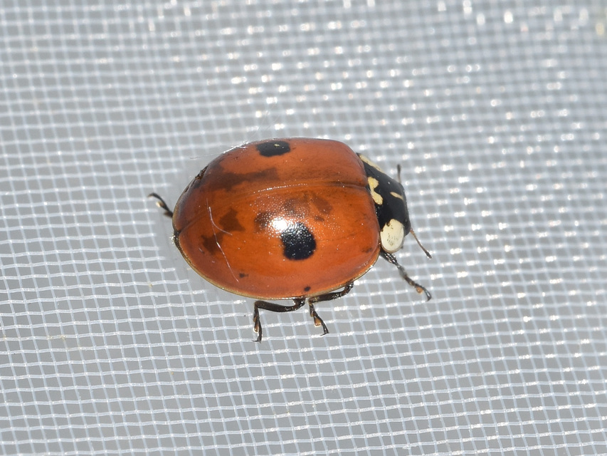 Adalia bipunctata - kétpettyes katica