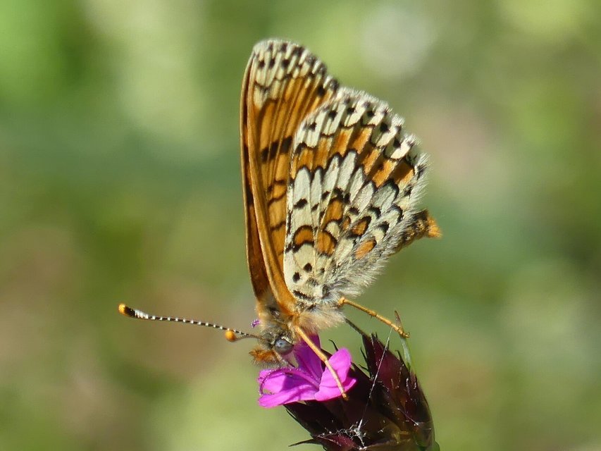 Melitaea cinxia - réti tarkalepke