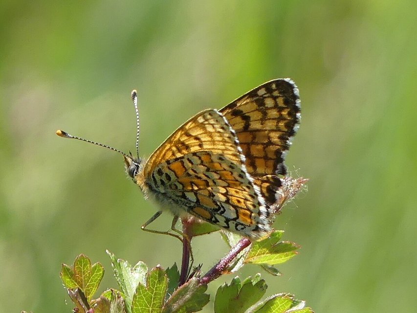 Melitaea cinxia - réti tarkalepke