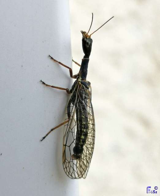 Raphidioptera - Tevenyakú-fátyolkák