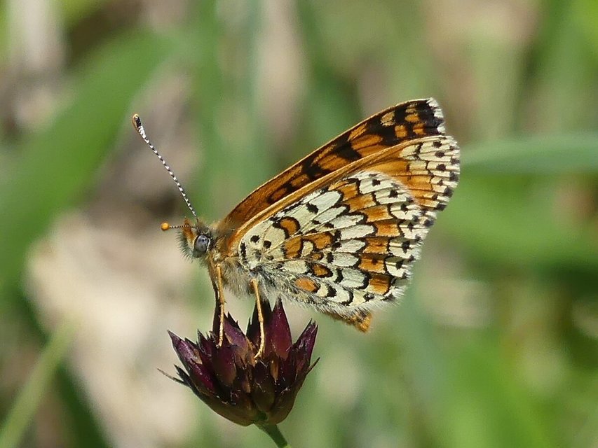 Melitaea cinxia - réti tarkalepke