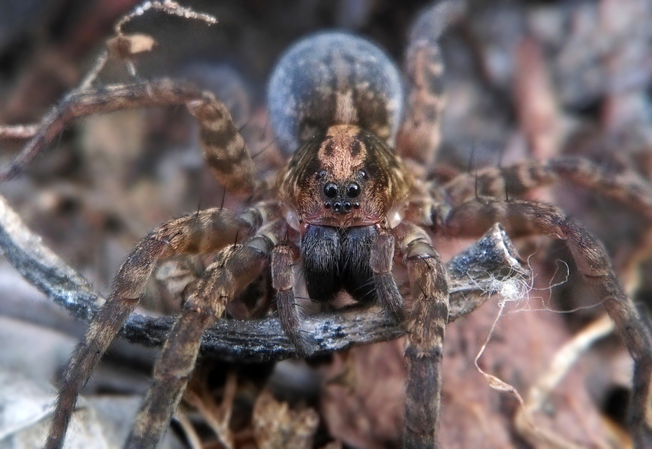Trochosa