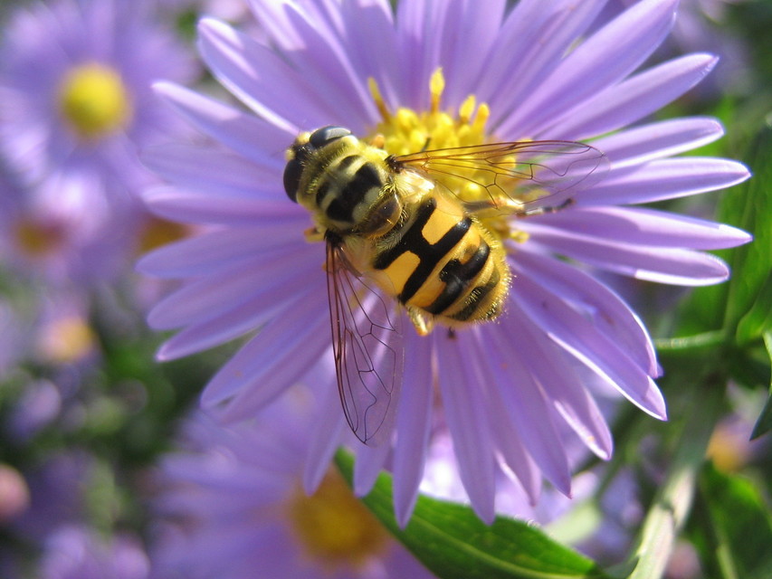 Myathropa florea - halálfejes odúlégy