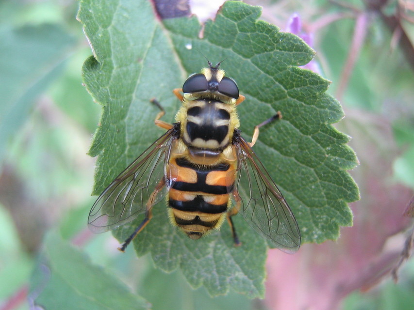 Myathropa florea - halálfejes odúlégy
