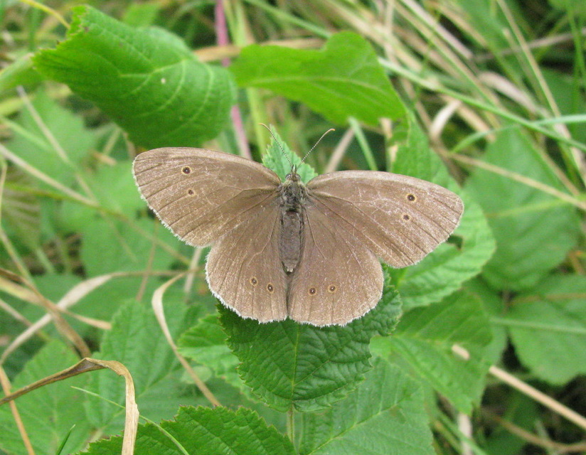 Aphantopus hyperanthus - közönséges ökörszemlepke