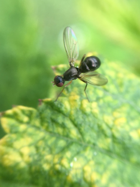 Sepsidae - billegetőlégyfélék