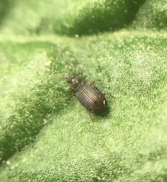 Latridiidae - pudvabogárfélék Latridiidae - pudvabogárfélék