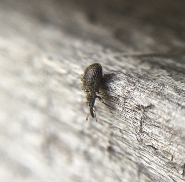 Trichopterapion holosericeum - gyertyánmag-cickányormányos Trichopterapion holosericeum - gyertyánmag-cickányormányos