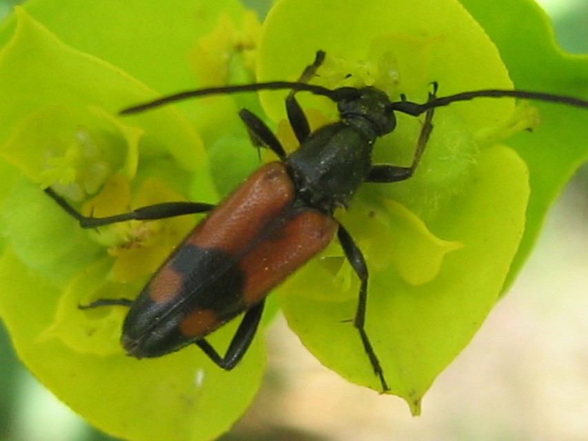 Stenurella bifasciata - kétöves karcsúcincér