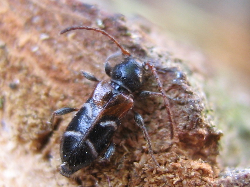 Phymatodes alni - apró háncscincér Phymatodes alni - apró háncscincér