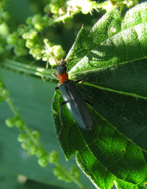 Oedemera croceicollis - pirostorú álcincér