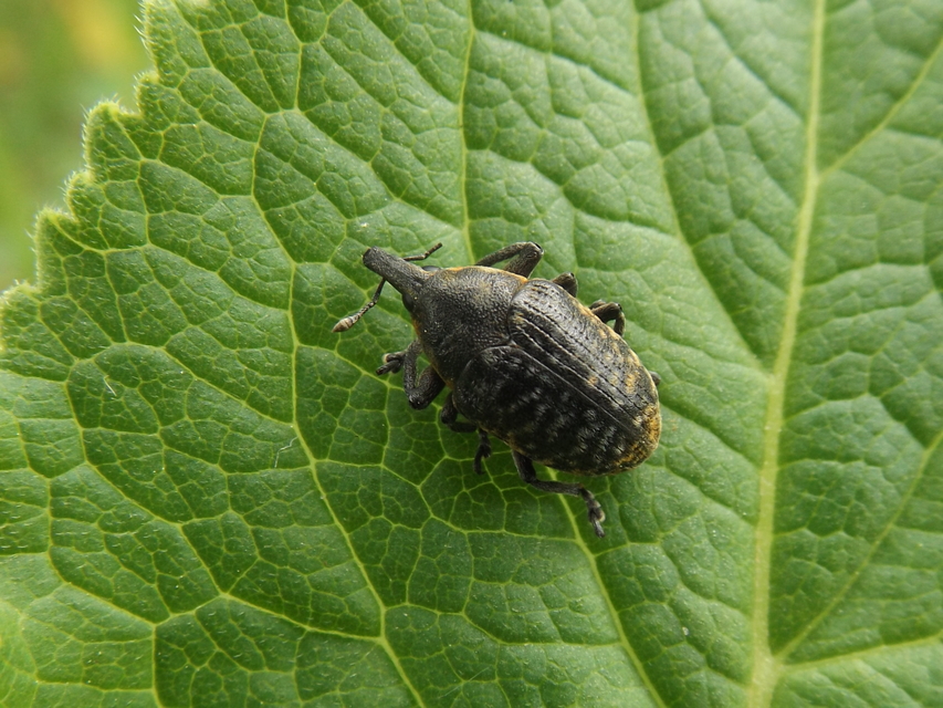 Larinus turbinatus - kúposorrú púderbarkó