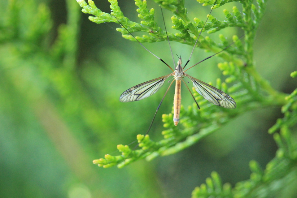 Tipula