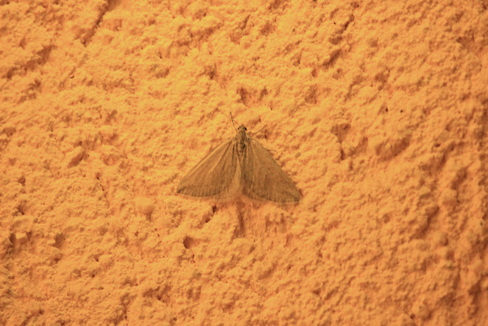 Lithostege griseata - szürke araszoló