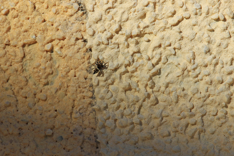 Heliophanus
