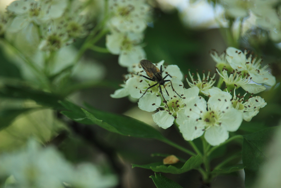Empididae - táncoslegyek
