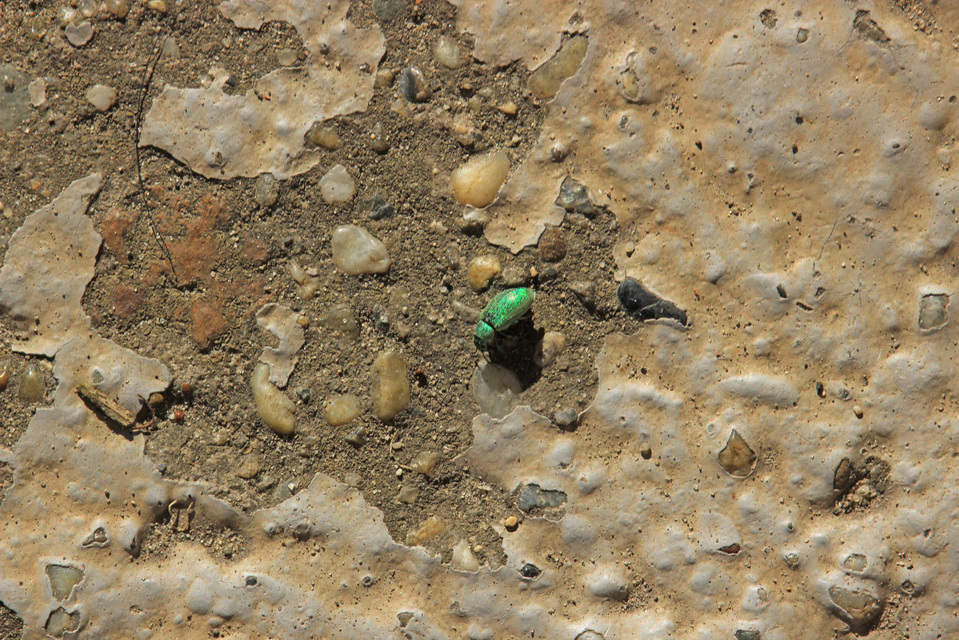 Phyllobius argentatus - ezüstös levélormányos