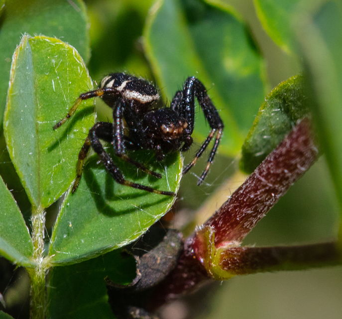 Synema globosum/ornatum
