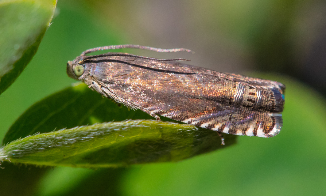 Grapholita nebritana - dudafürtmoly