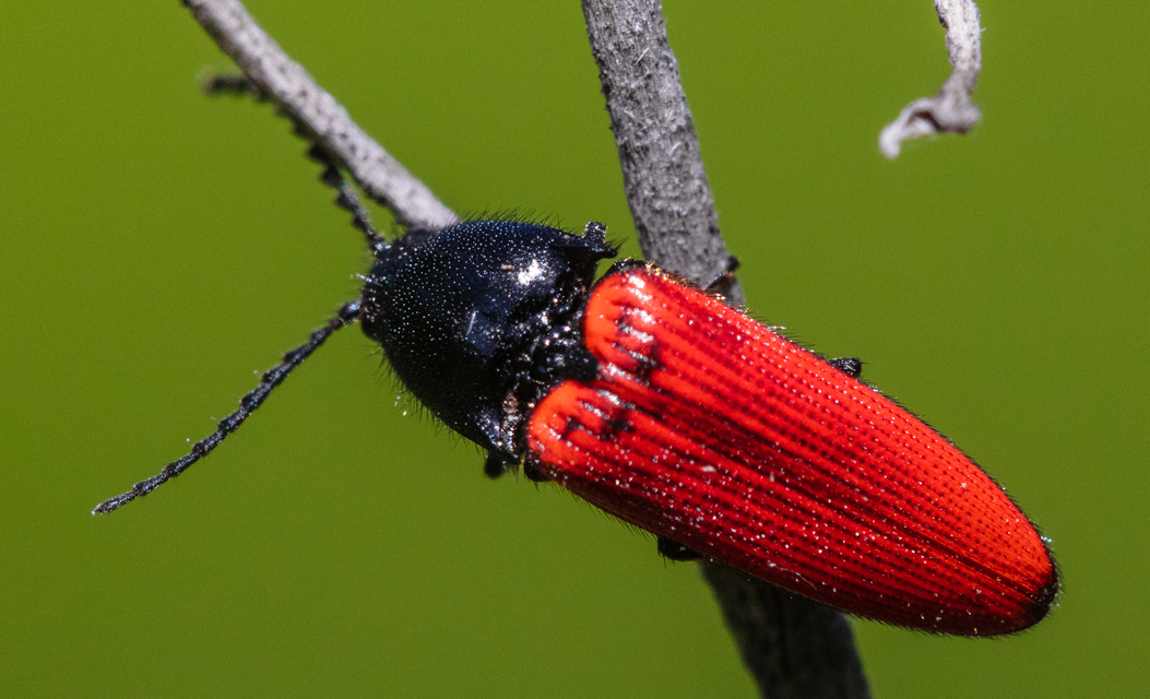 Ampedus