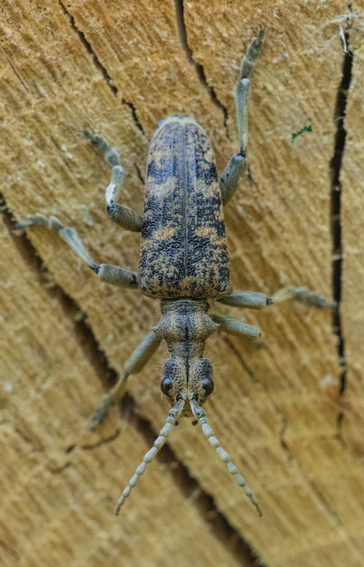 Rhagium sycophanta - tölgyes-tövisescincér