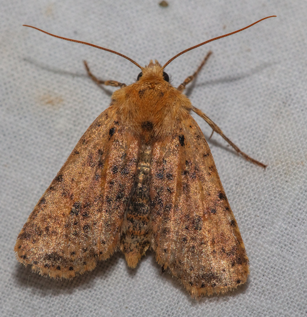 Conistra rubiginea - vörös őszibagoly