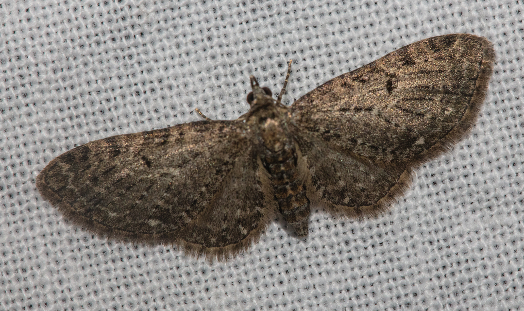 Eupithecia virgaureata - aranyvessző-törpearaszoló