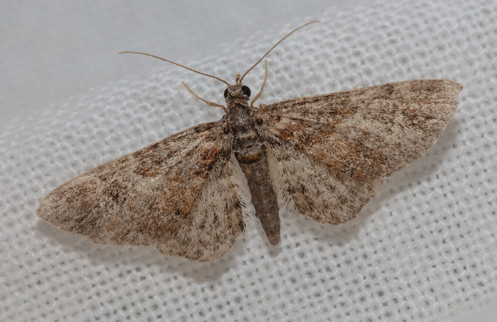 Gymnoscelis rufifasciata - vöröscsíkos törpearaszoló