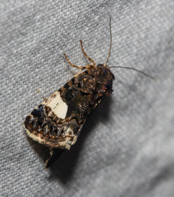Tyta luctuosa - fekete nappalibagoly