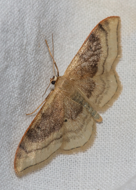 Idaea degeneraria - barnasávos araszoló