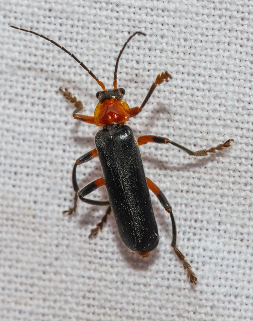 Cantharis livida - mezei lágybogár