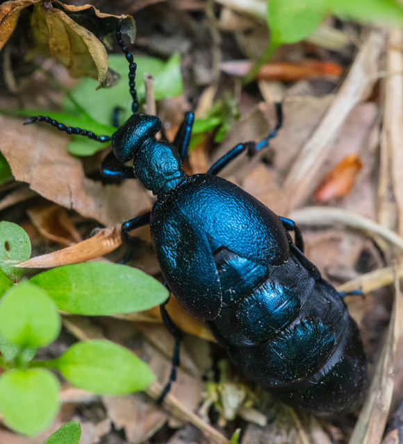 Meloe violaceus - kék nünüke