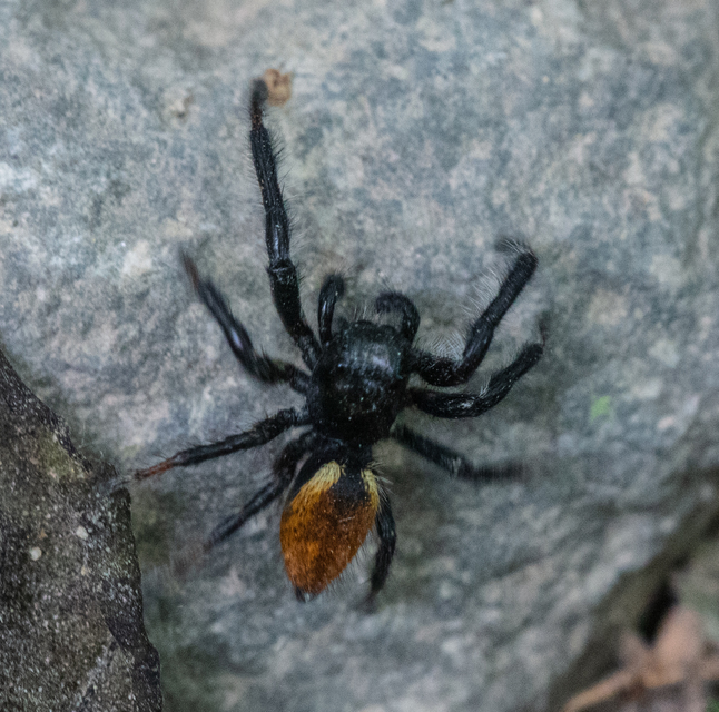 Carrhotus xanthogramma - rozsdás ugrópók