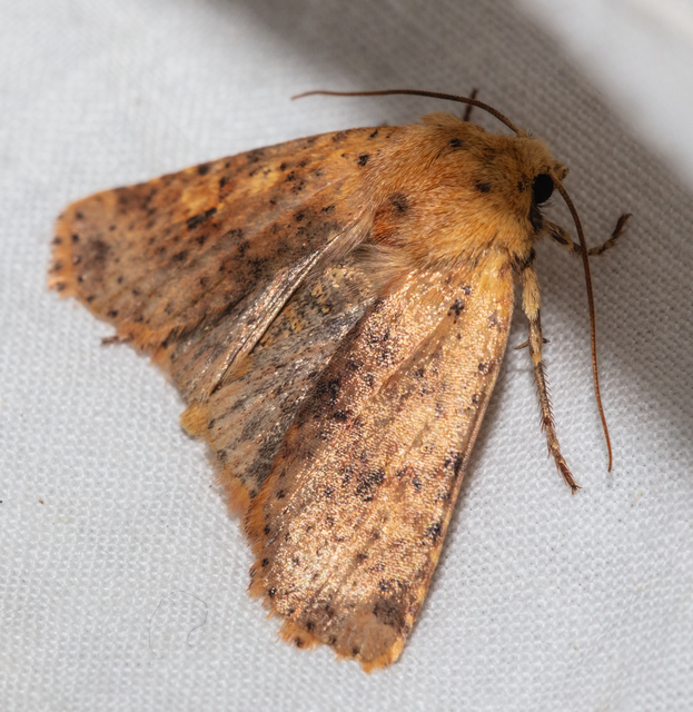 Conistra rubiginea - vörös őszibagoly