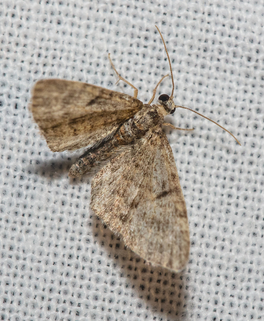 Eupithecia dodoneata - tölgy-törpearaszoló
