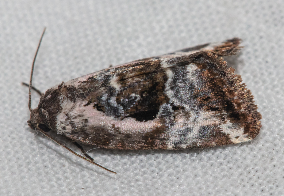 Hapalotis venustula - rózsaszínű mázasbagoly
