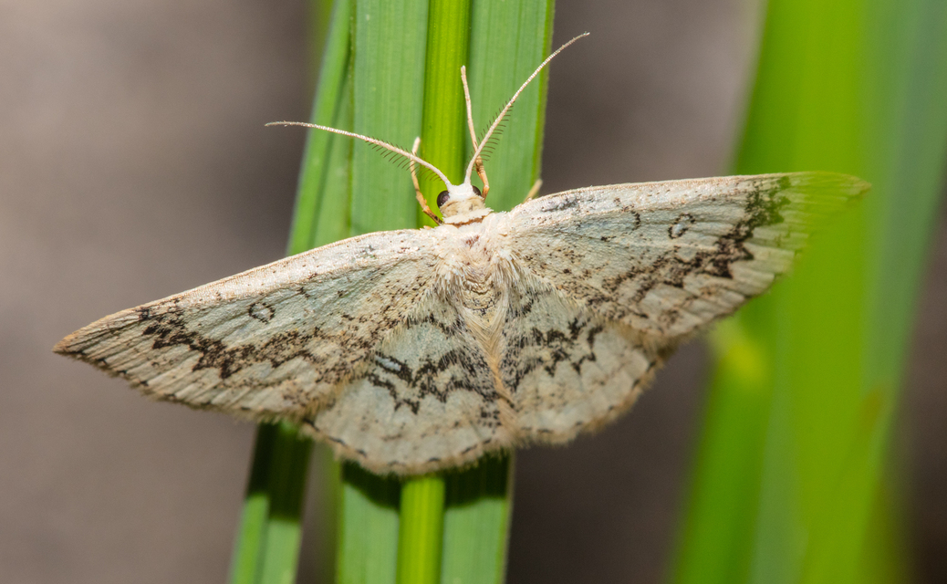 Cyclophora annularia - gyűrűs pettyesaraszoló