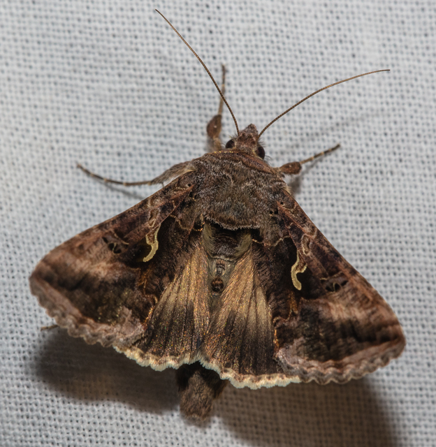 Autographa gamma - gammalepke