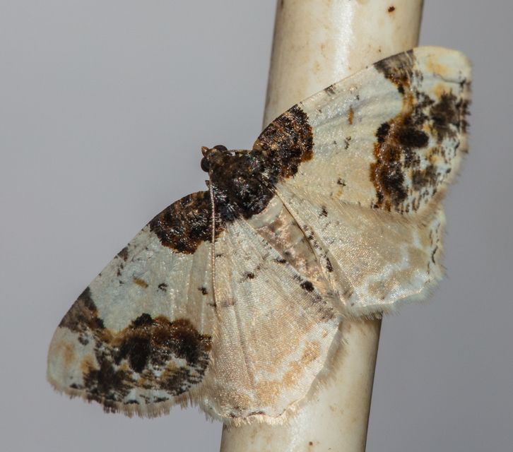 Ligdia adustata - barna levélaraszoló