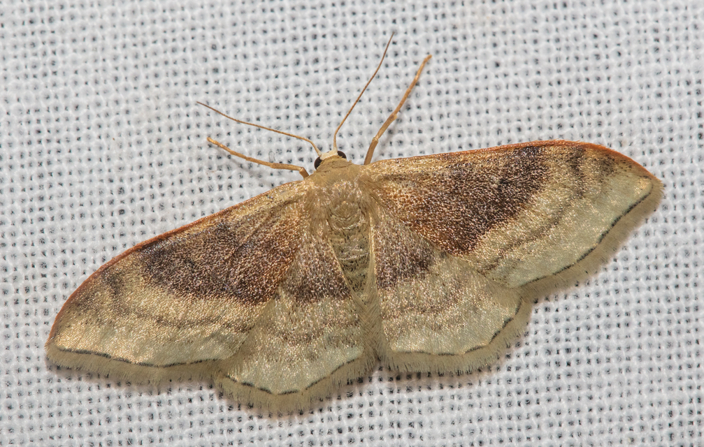 Idaea degeneraria - barnasávos araszoló