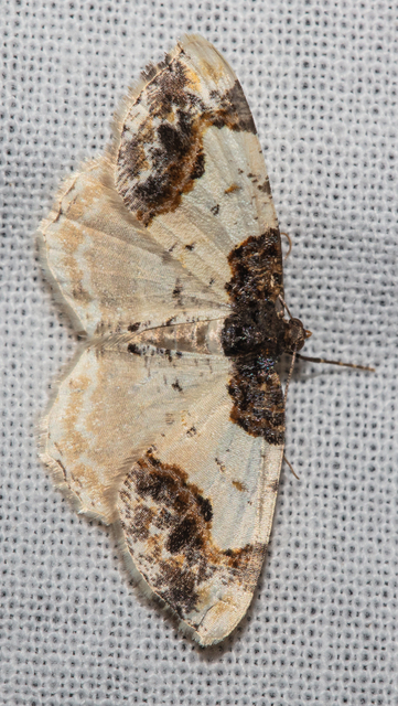 Ligdia adustata - barna levélaraszoló