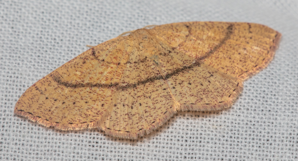 Cyclophora ruficiliaria - vörösrojtú pettyesaraszoló