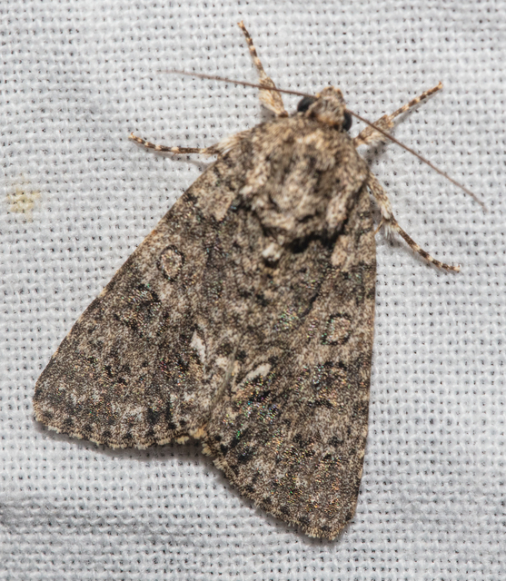 Acronicta rumicis - sóska-szigonyosbagoly