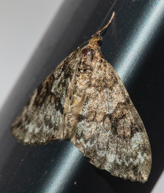 Thera variata/britannica